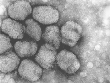 Variola Virus Micrograph