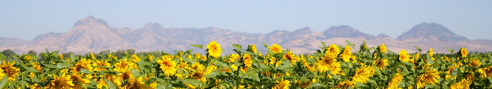 Sunflower Dept Banner
