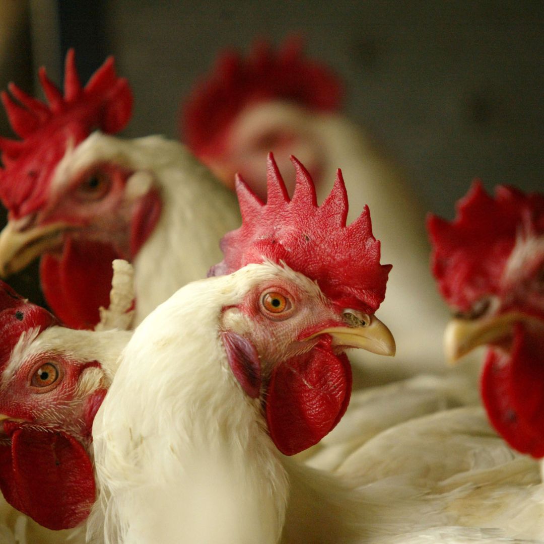 Close-up Image of Chickens