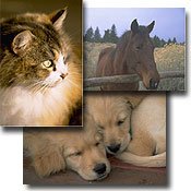 Animals, Livestock & Pets Portal